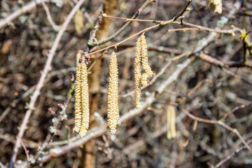 Male catkins of Hazel tree, Corylus avellana, in early spring