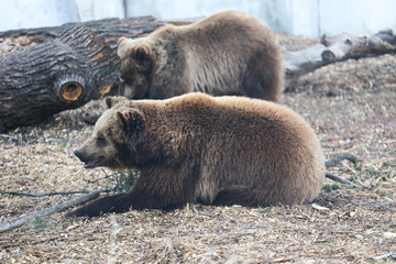 Couple of brown bears playing at the zoo 