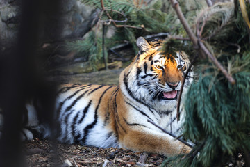 Close up of Amur tiger in zoo with free pine tree 