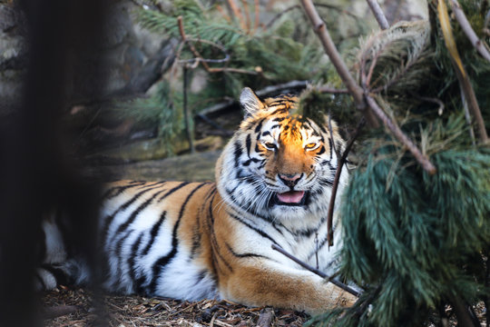 Close up of Amur tiger in zoo with free pine tree 