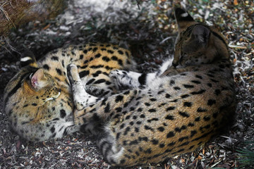 Close up of two small snow lynx in zoo