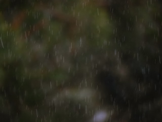 falling snow on the background of blurred pine branches