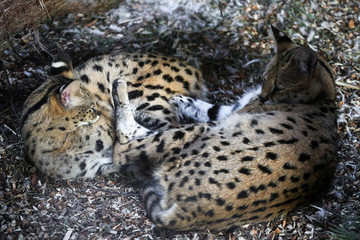 Close up of two small snow lynx in zoo