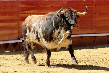 toros