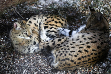 Close up of two small snow lynx in zoo
