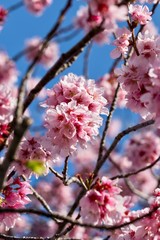 cherry blossoms on branches in spring