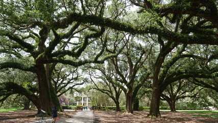 oak