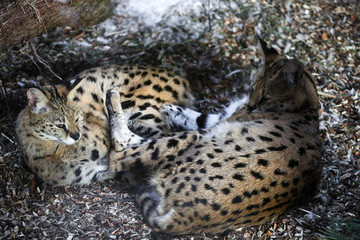 Close up of two small snow lynx in zoo