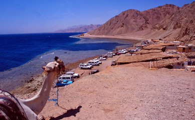 Egypt: A camel overlooking the Blue hole diving spot near Dahab in the Sinai desert