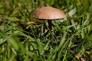 mushroom in grass