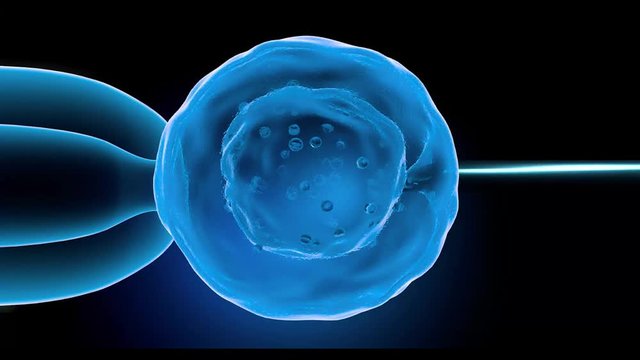 Cell injection - artificial insemination. Needle puncture the cell membrane.