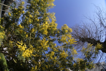 mimosa de printemps