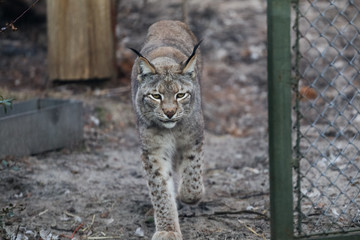 lynx in winter close up portoirt 