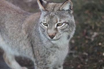lynx in winter close up portoirt 