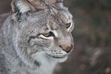 lynx in winter close up portoirt 