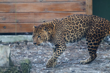 Close up leopard in pine frost simulation 