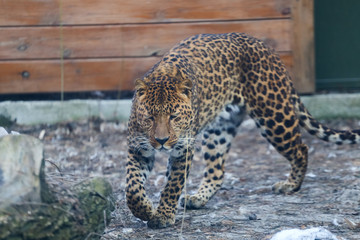 Close up leopard in pine frost simulation 