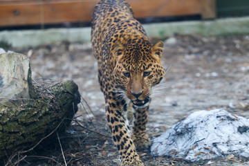 Close up leopard in pine frost simulation 