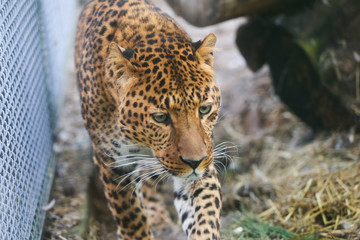 Close up leopard in pine frost simulation 