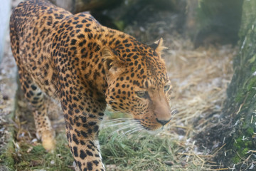 Fototapeta na wymiar Close up leopard in pine frost simulation 