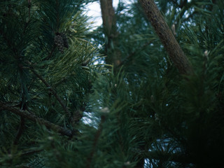 Green pine cone in a Pine Tree