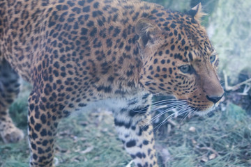 Close up leopard in pine frost simulation 