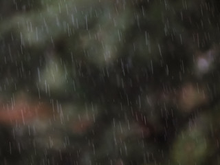 falling snow on the background of blurred pine branches