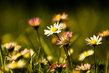 Small daisies in Copenhagen