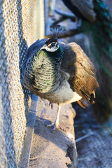peacock with feathers out