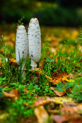 Mushrooms in the forest