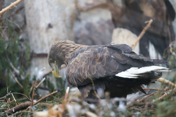 big American eagle sitting on rock 