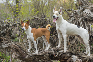 Basenji with cross-breed of hunting and northern dogs standing on a root of fallen tree and watching