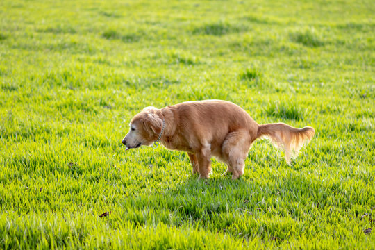 Golden Retriever indo ao banheiro, pooping