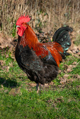 colourful rooster at meadow