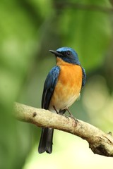 Fototapeta premium blue bird on a branch