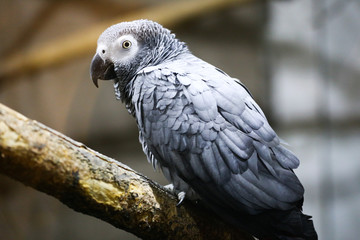 portrait of couple of parrots on wood 