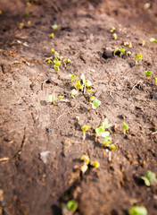 Green sprout growing from seed