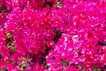 close up image of magenta flowers