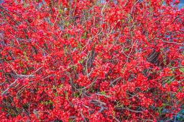 Splendid blossom of chaenomeles or chinese quince. Red flowers background