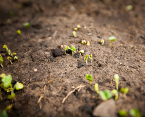 Green sprout growing from seed