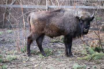 bison in yellowstone national park