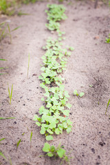 Green sprout growing from seed