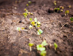 Green sprout growing from seed