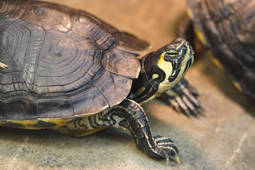 closeup of a turtle