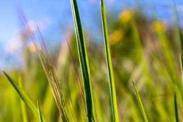 green grass and blue sky