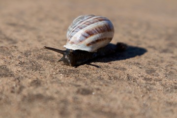 snail close up