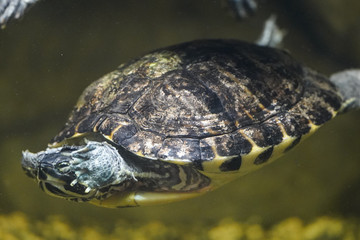 Fototapeta premium turtle in water