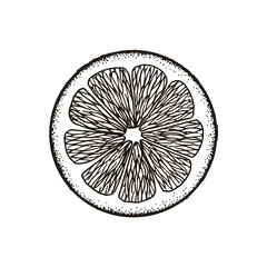 Slice slice of lemon, orange, grapefruit, lime. Chalk sketch. Hand drawn vector illustration. Retro style