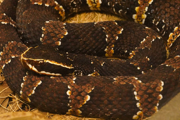 snake abstract background