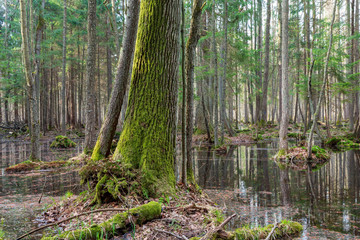 Springtime wet mixed forest with standing water